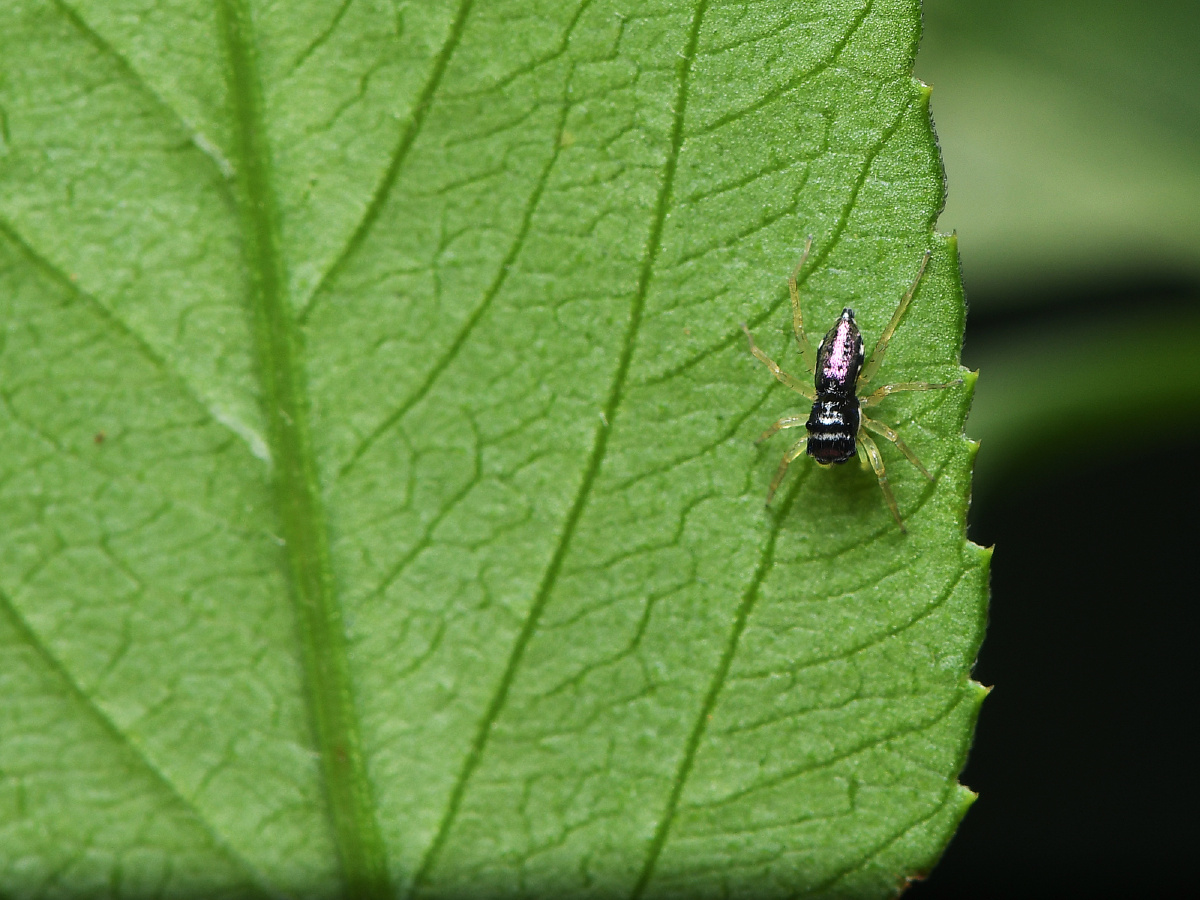 花腹金蝉蛛其实很漂亮的我没拍好因为它太小了又一直动