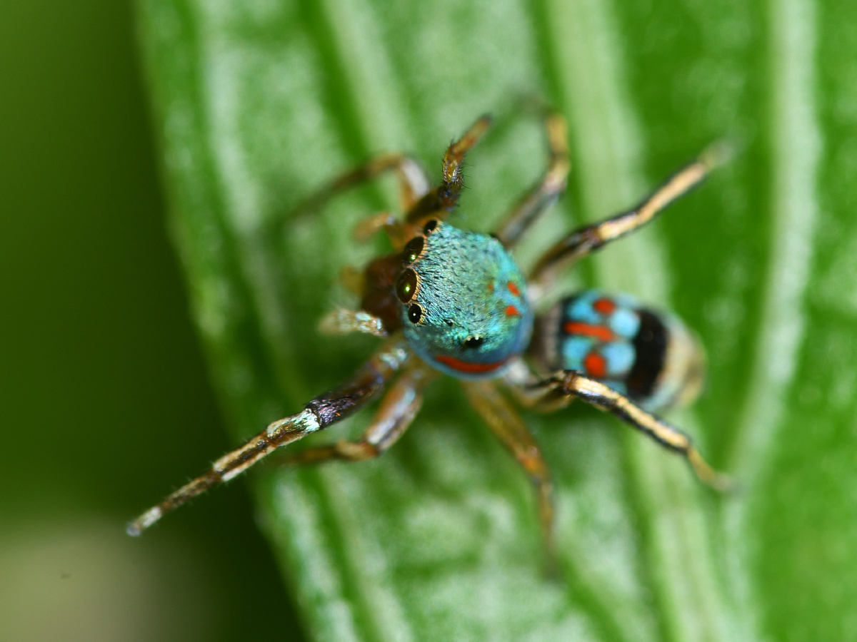 玉翠蛛我又见到你了
