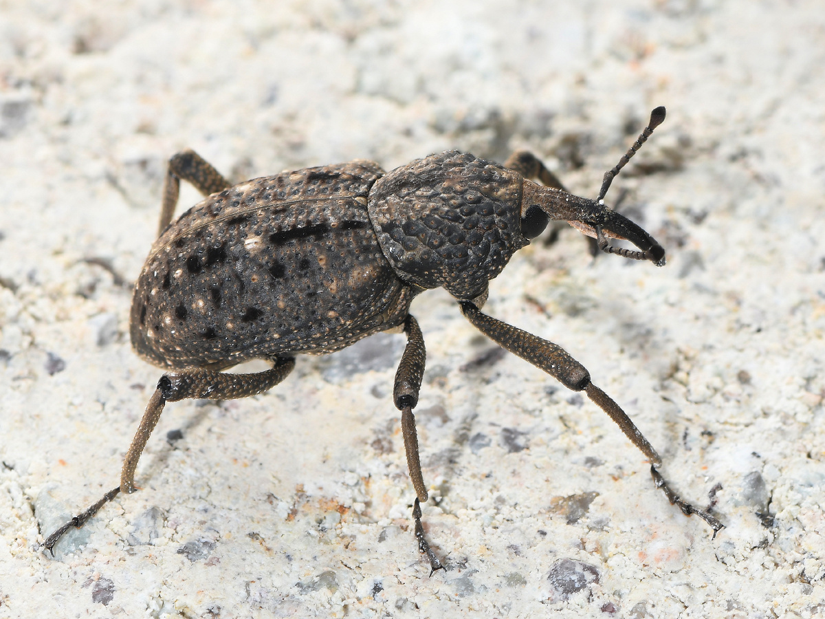 山上捡到一只大褐象鼻虫台湾标注是特有为什么会出现在这里呢