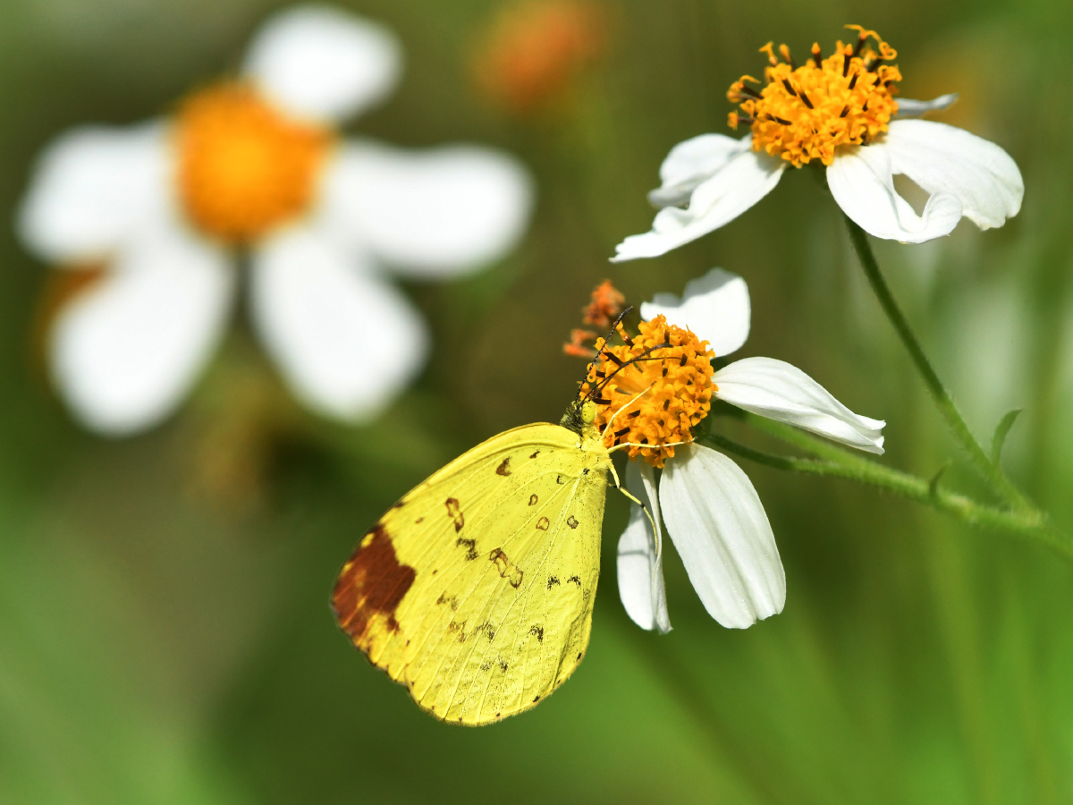檗黄粉蝶深圳公园常见蝴蝶