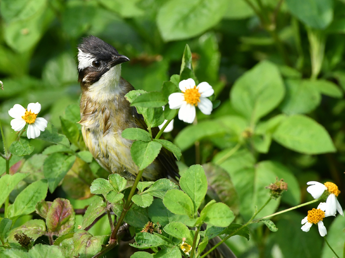 白头婆 - 远离尘嚣as - 图虫