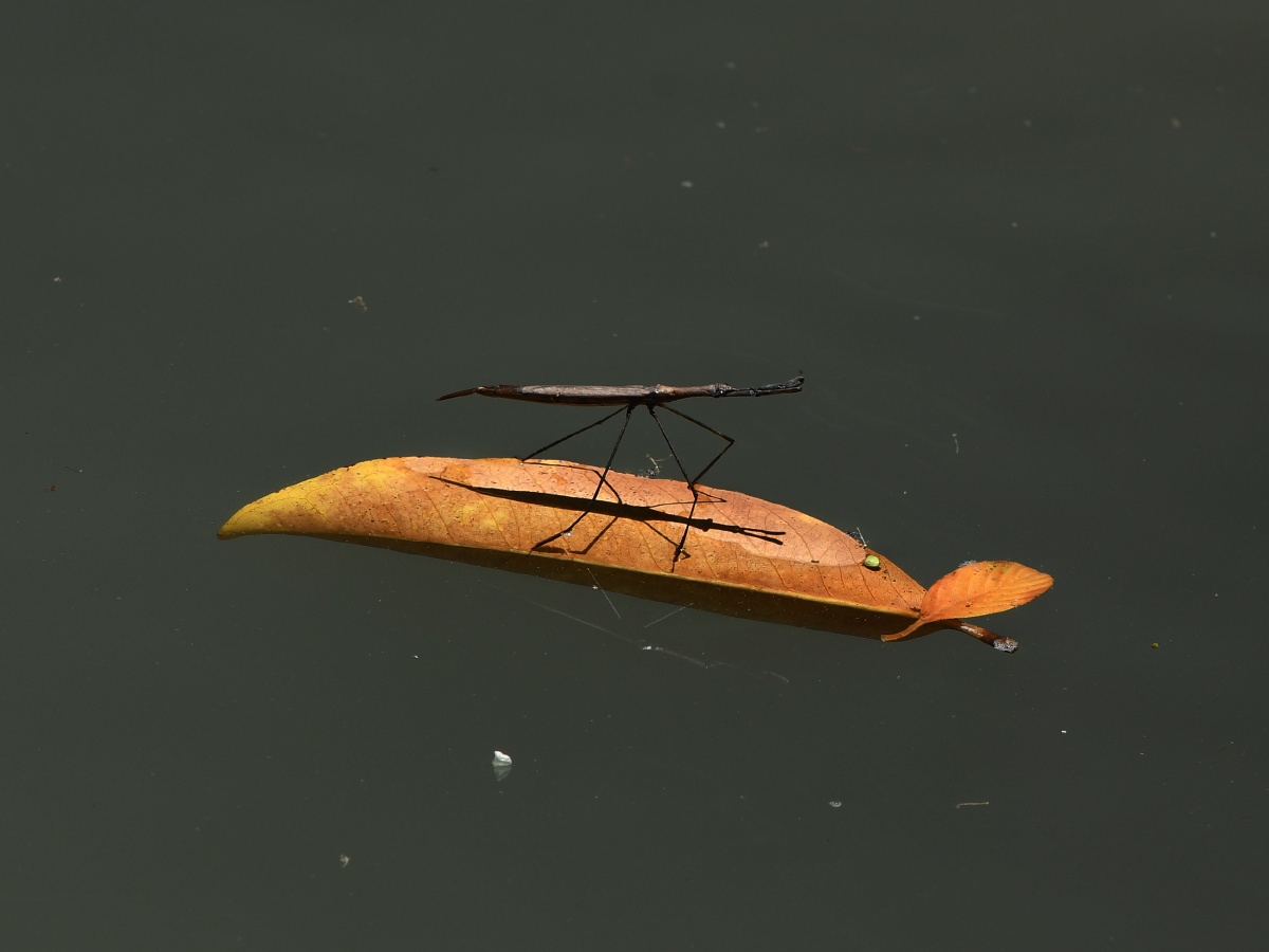 中华螳蝎蝽水螳螂