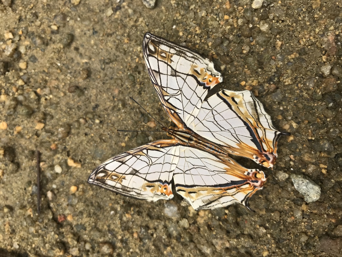 网丝蛱蝶手机拍的