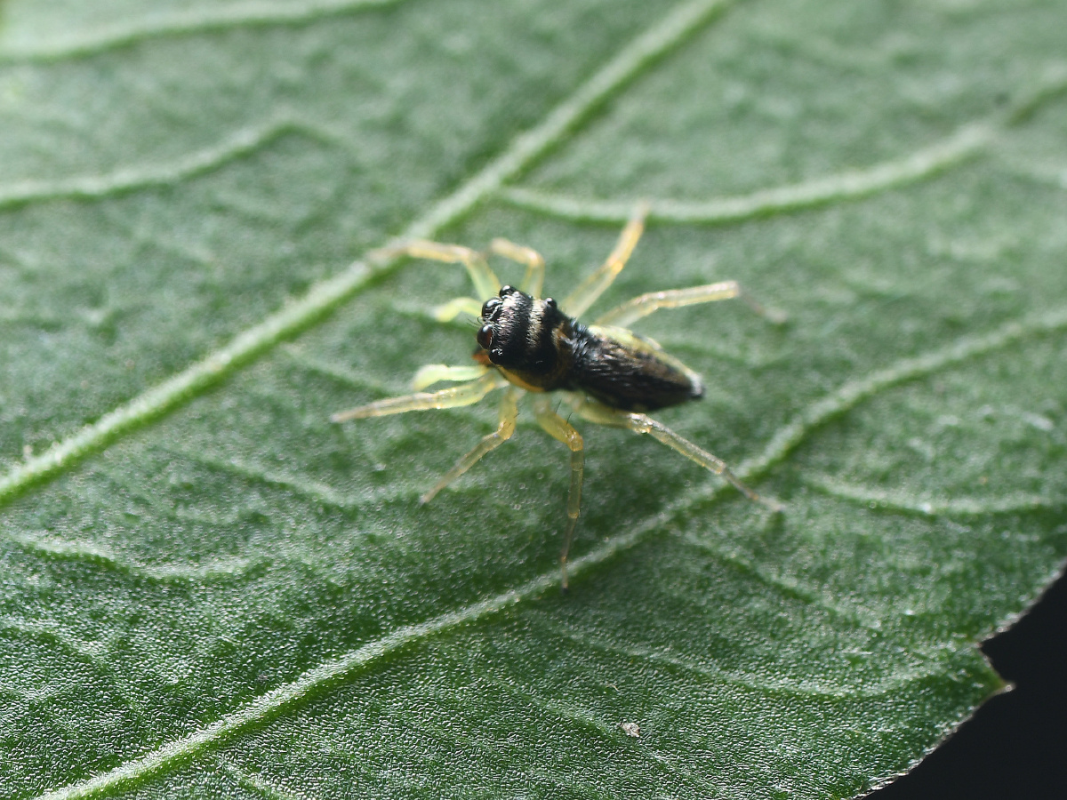 花腹金蝉蛛其实很漂亮的我没拍好因为它太小了又一直动
