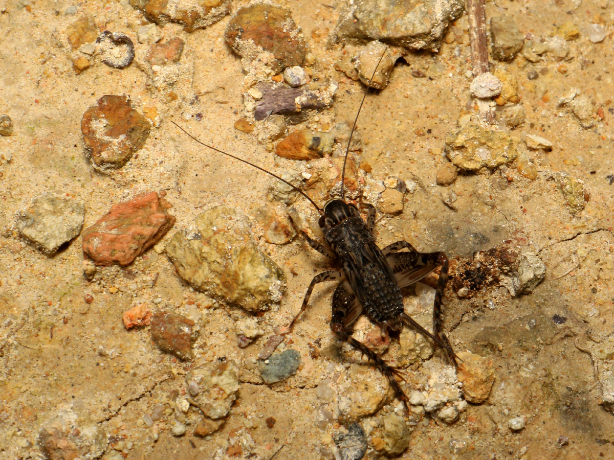 中华斗蟋不知道对不对