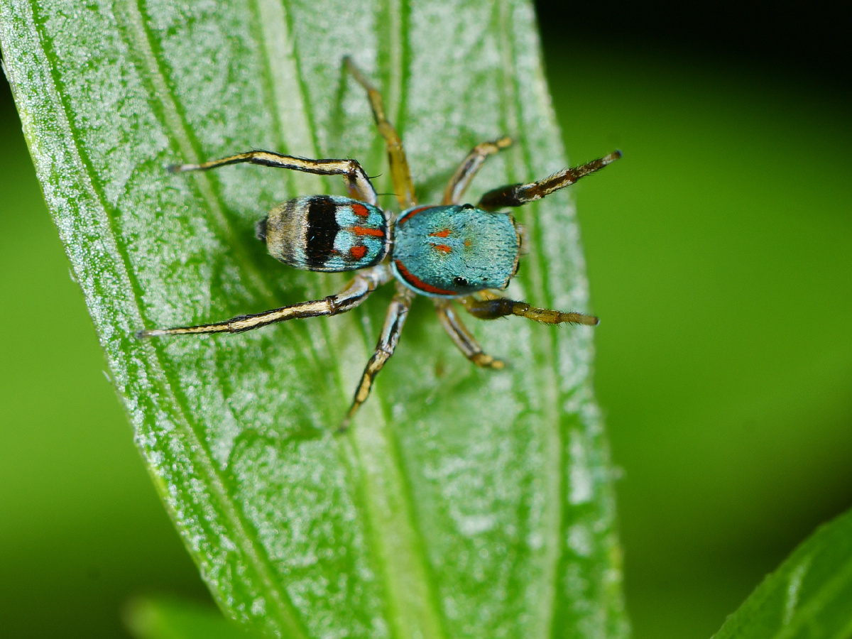 玉翠蛛我又见到你了