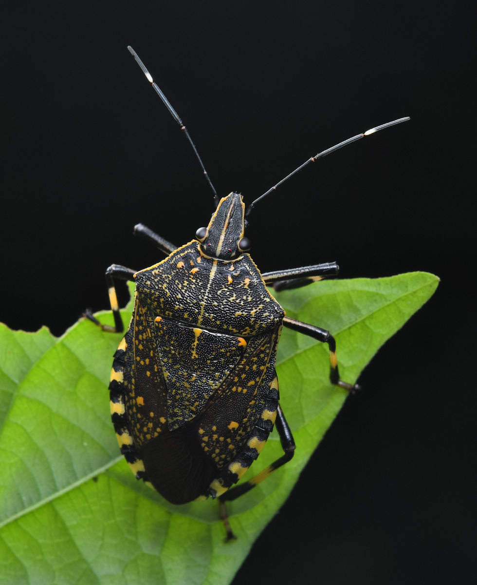 黄斑椿象 - 远离尘嚣as - 图虫