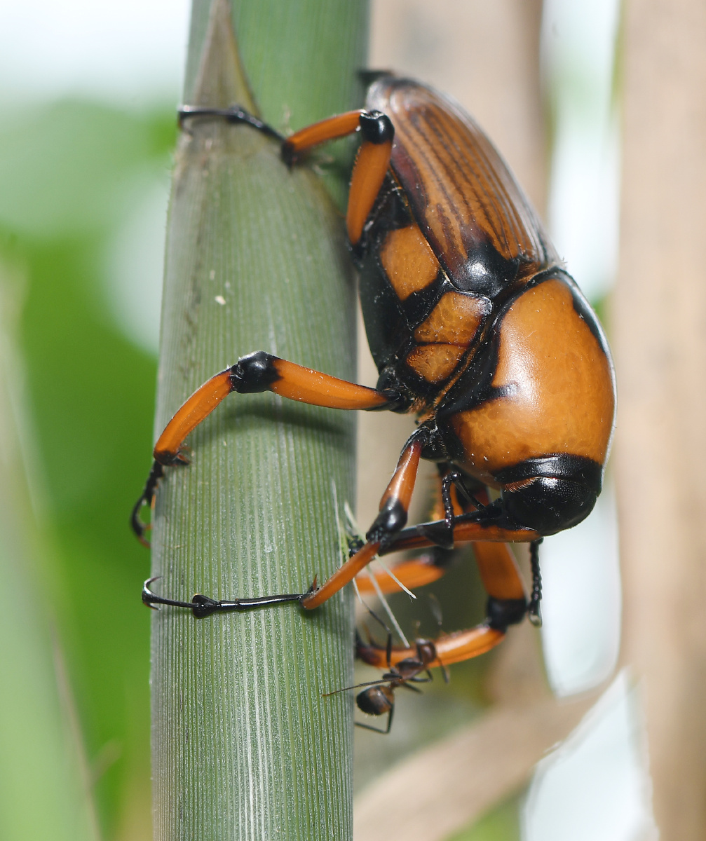 竹象- 远离尘嚣as - 图虫