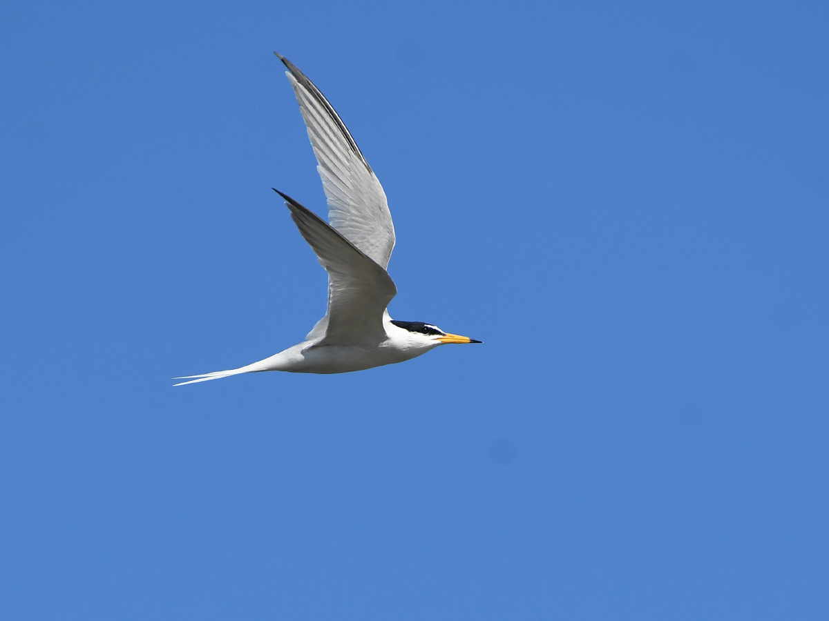白额燕鸥 - 远离尘嚣as - 图虫
