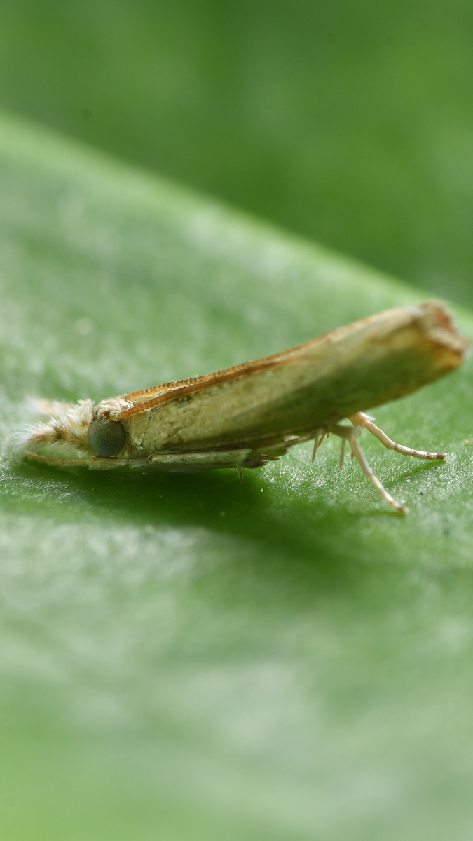 草螟蛾感觉头和屁股反了