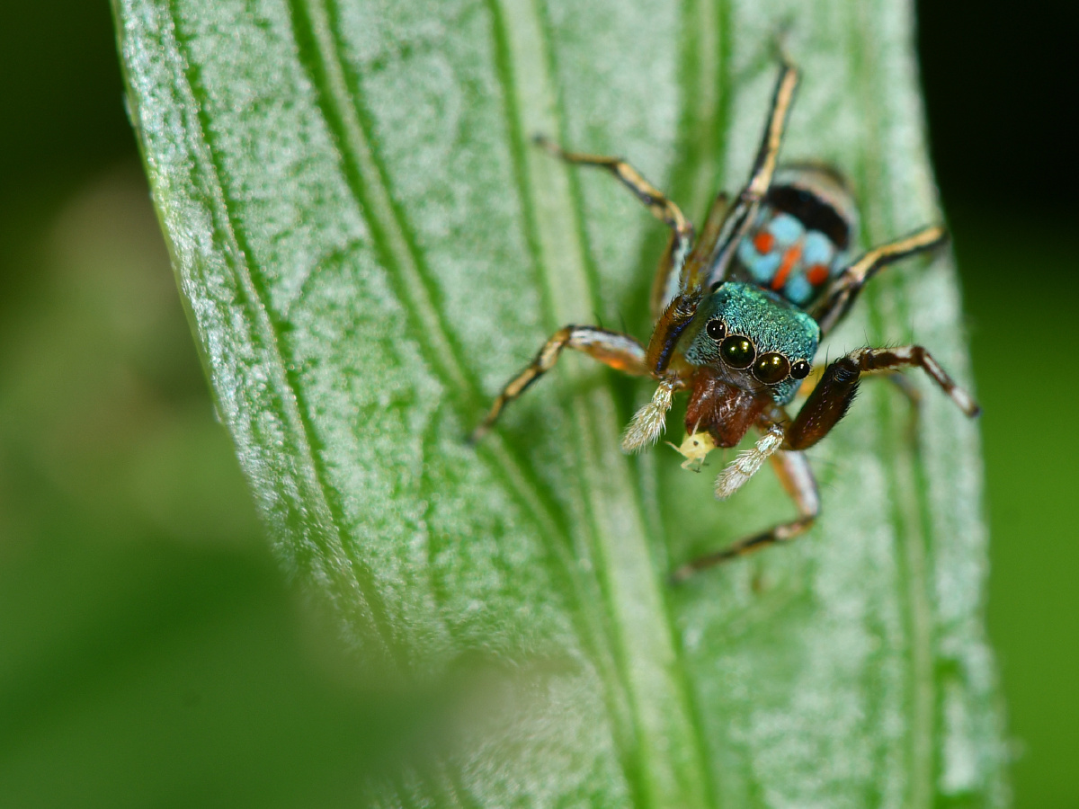 玉翠蛛我又见到你了