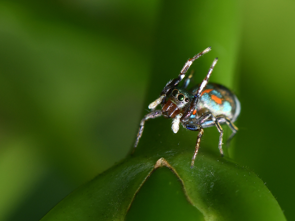 蓝翠蛛 - 远离尘嚣as - 图虫