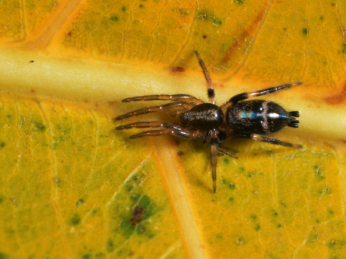 估计是平腹蛛鹫蛛跑的贼快会拟态蚂蚁