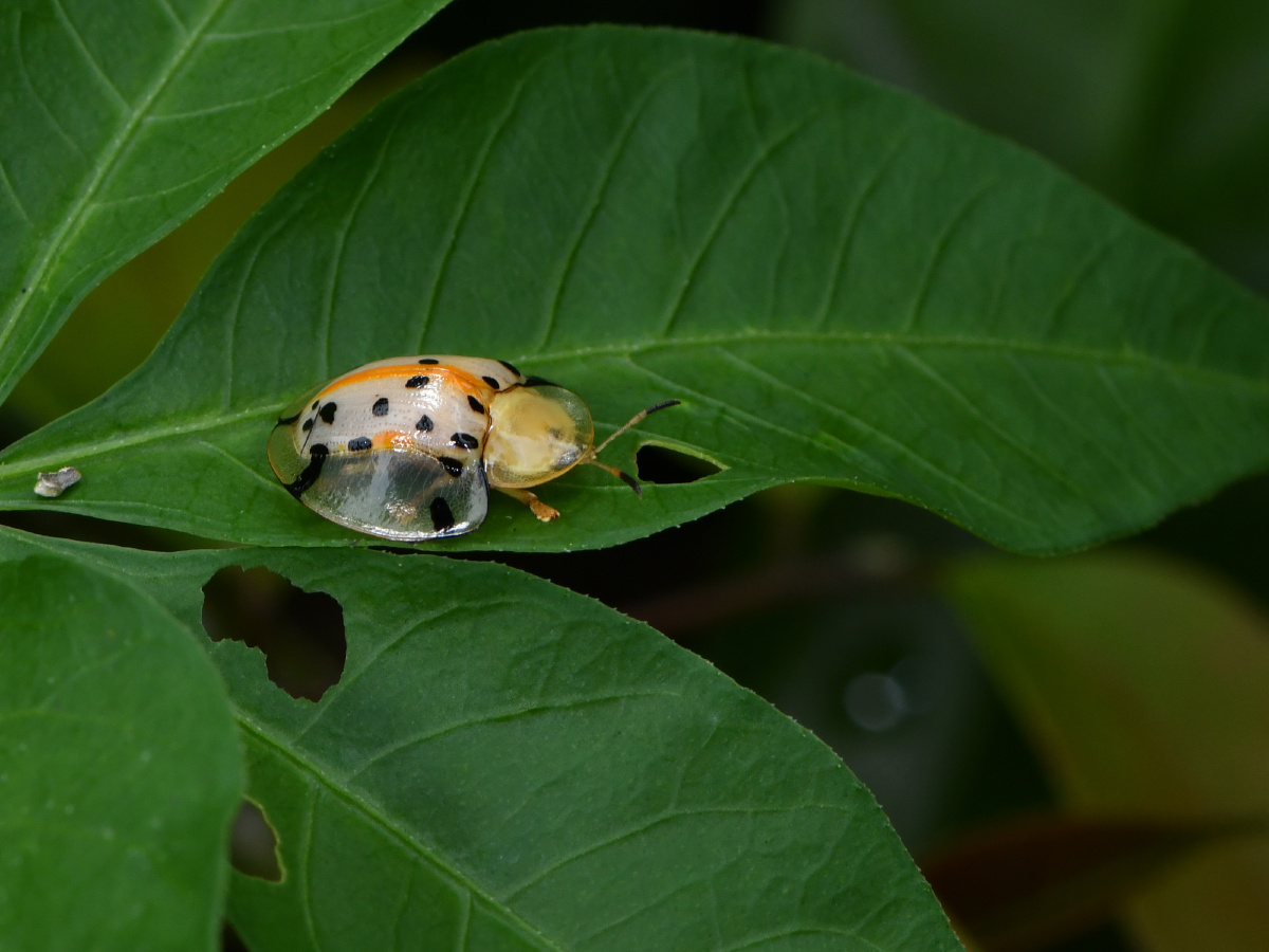 大黑星龟金花虫