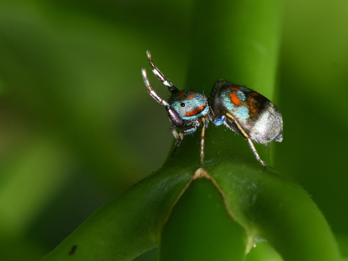 蓝翠蛛 - 远离尘嚣as - 图虫