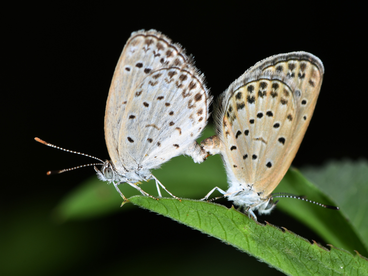 毛眼灰蝶 - 远离尘嚣as - 图虫