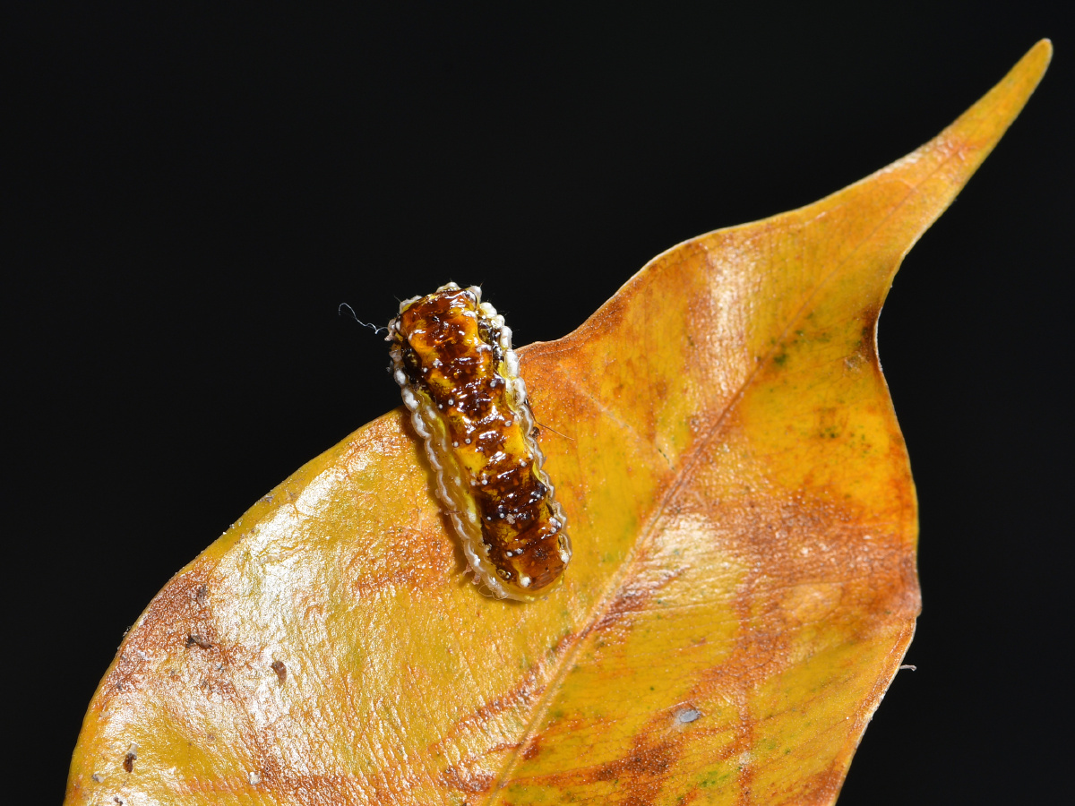 果冻某种蛾的幼虫