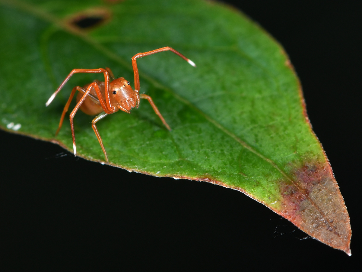 大头蚁蟹蛛拟态黄猄蚁捕食黄猄蚁