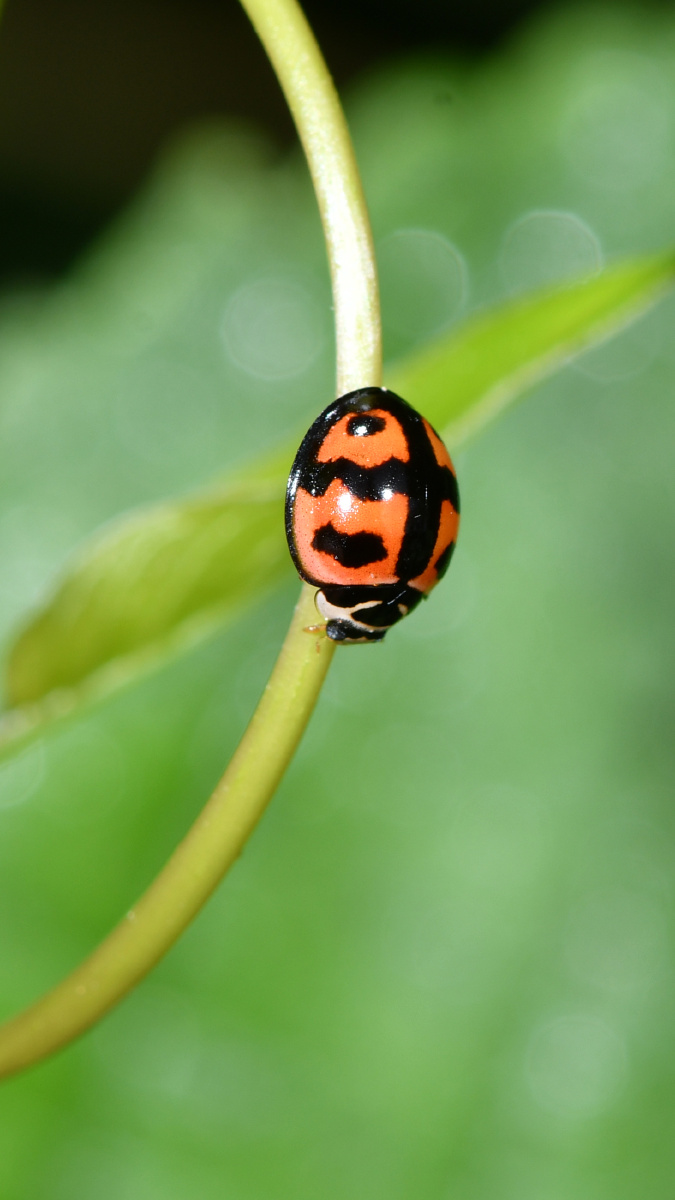 六条瓢虫六斑月瓢虫及幼虫蚜虫的天敌