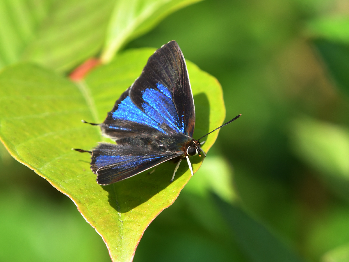 铁木莱异灰蝶深圳公园常见蝴蝶