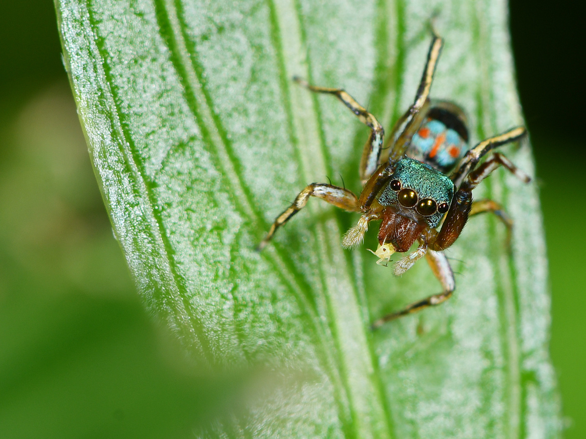 玉翠蛛我又见到你了