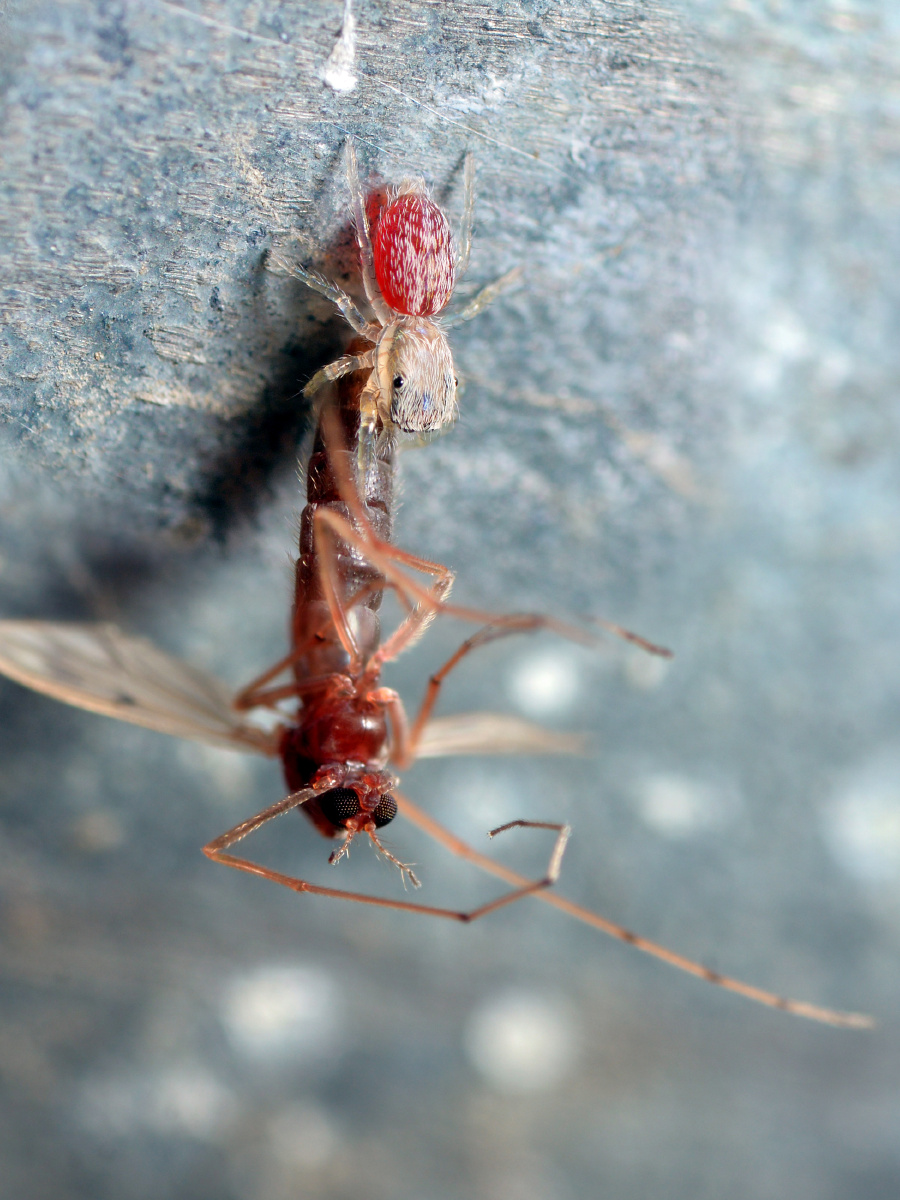 吸血蜘蛛