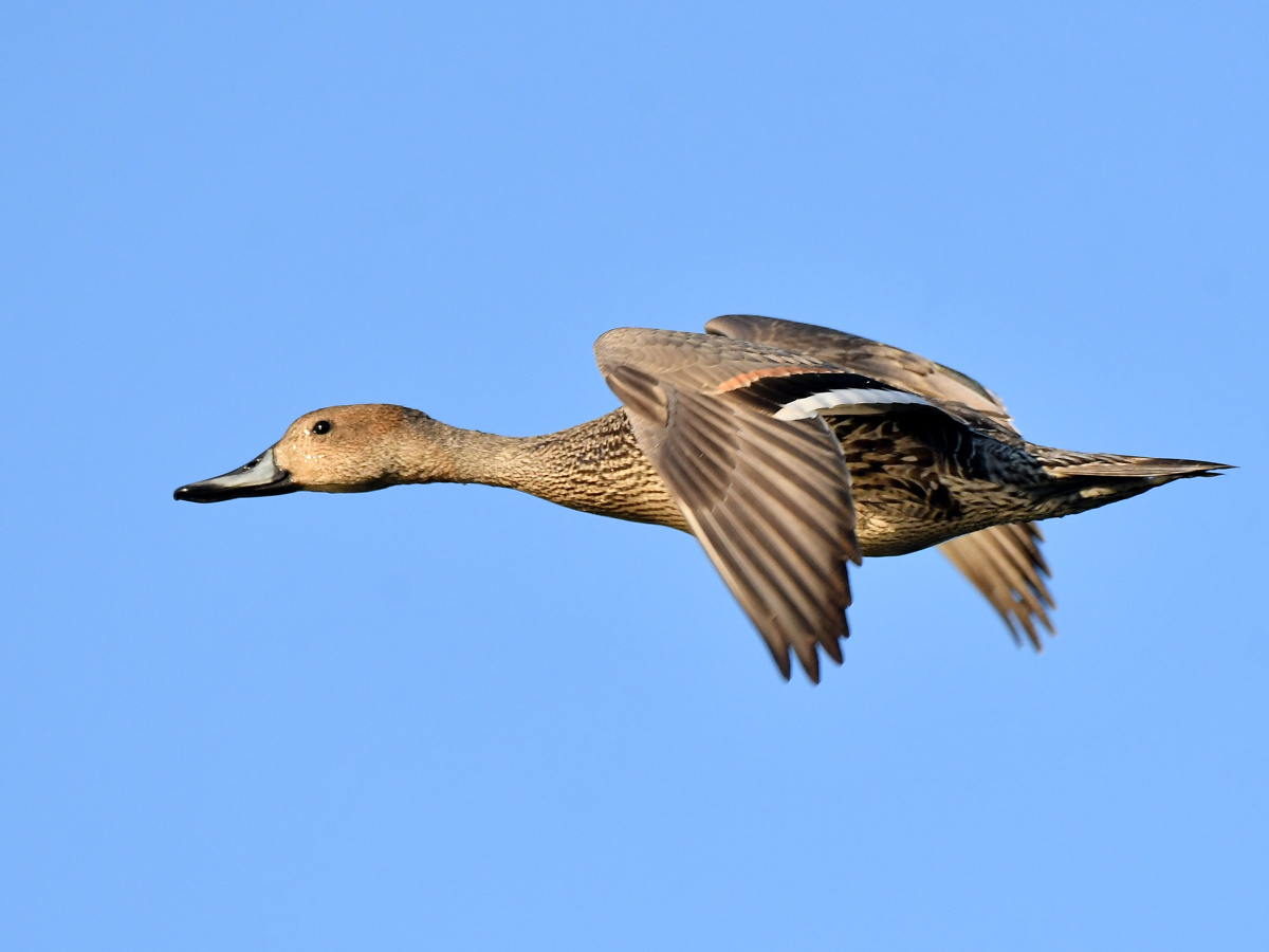 飞鸭- 远离尘嚣as - 图虫