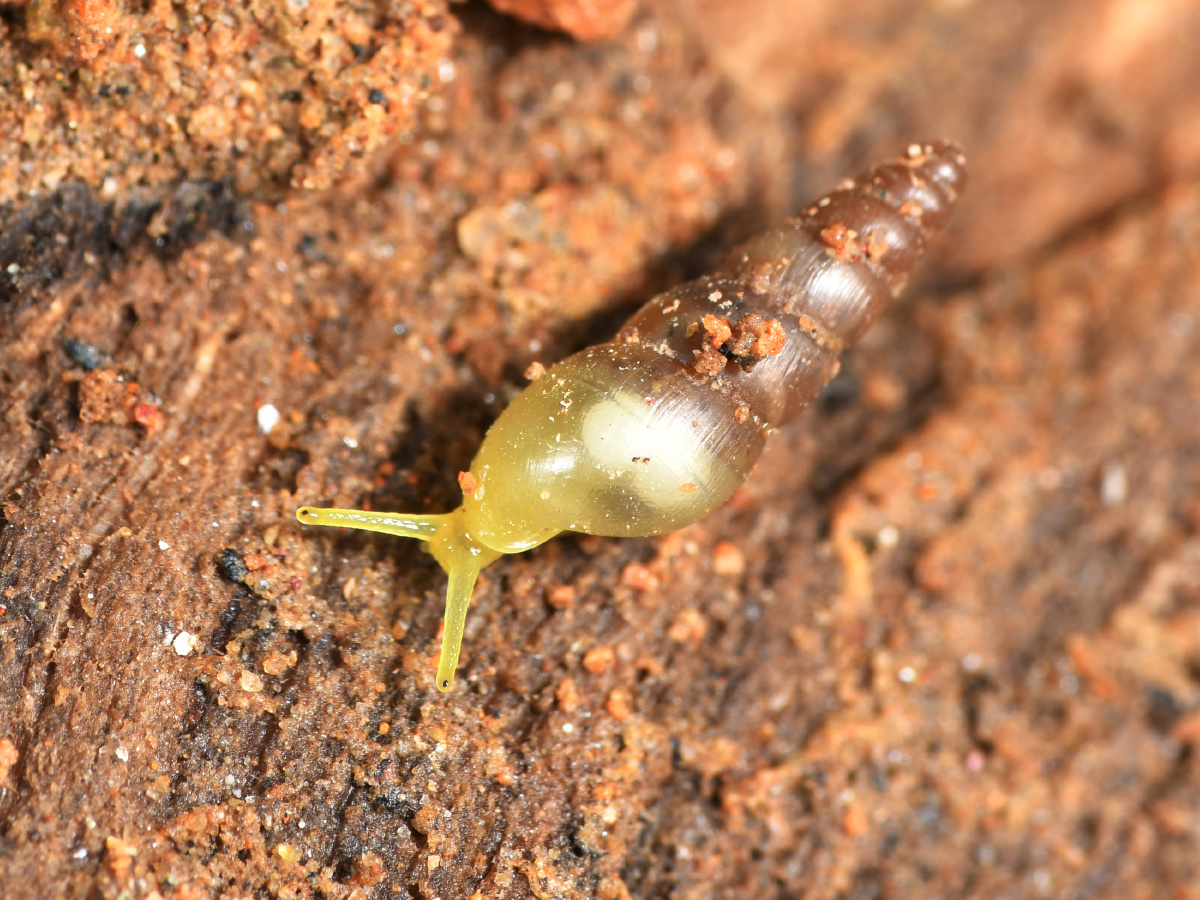 细钻螺菜螺灯管螺