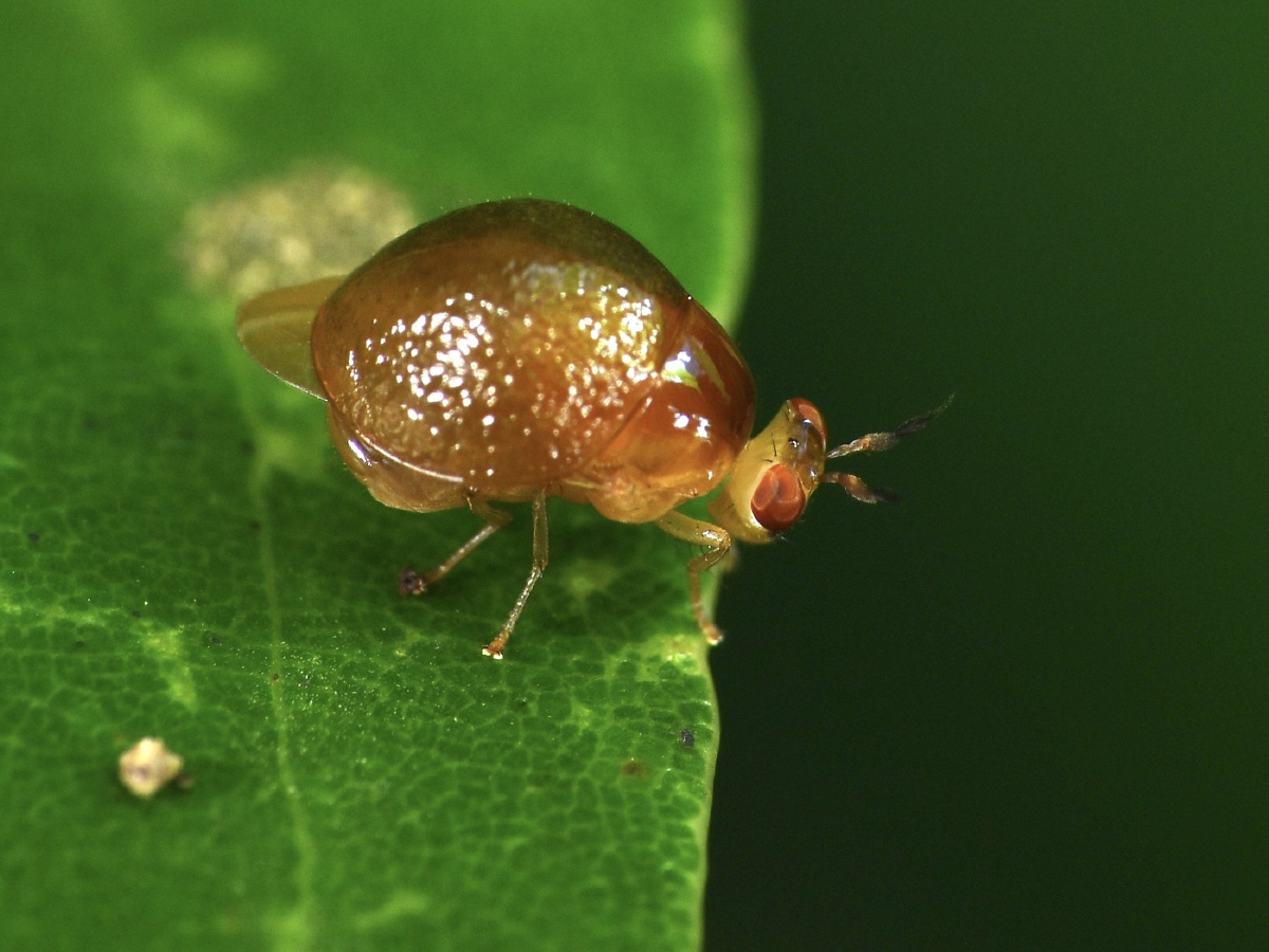 三种不同色的甲蝇铠蝇