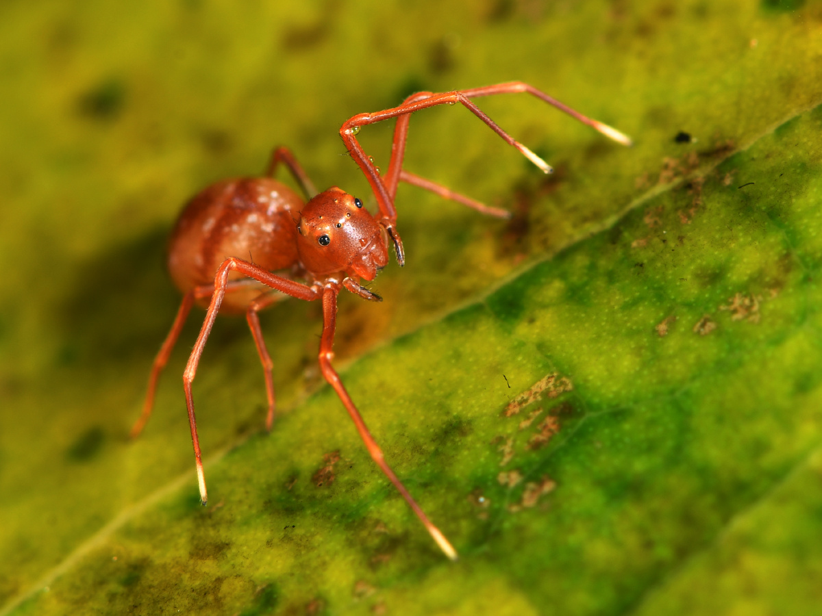 大头蚁蟹蛛拟态黄猄蚁捕食黄猄蚁
