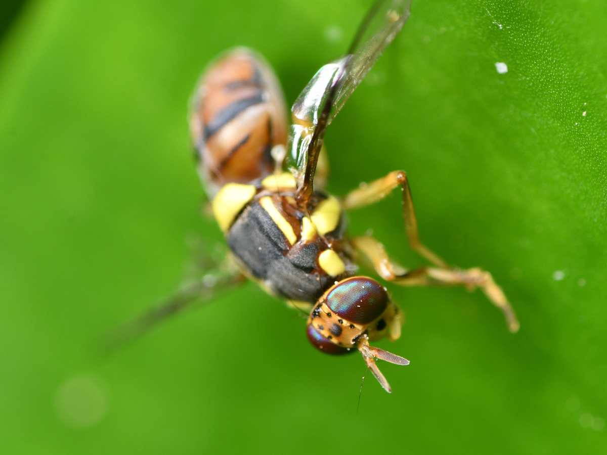 东方果实蝇