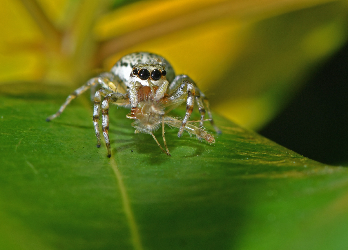 多色金蝉蛛捉到了一个蚊子