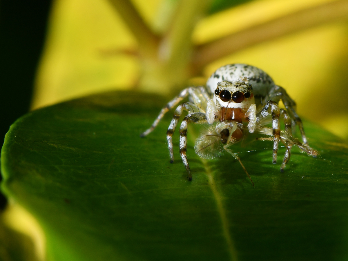 多色金蝉蛛捉到了一个蚊子