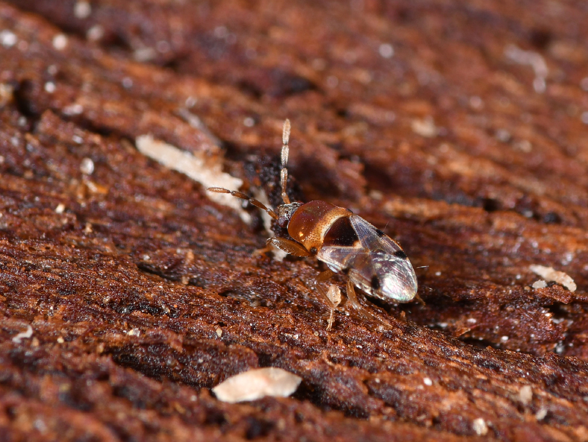 六斑微长蝽象地栖性捡食掉落的腐烂榕果