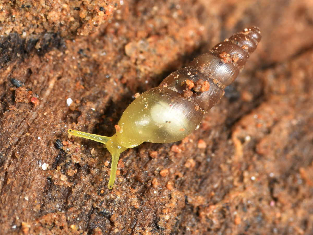 细钻螺菜螺灯管螺