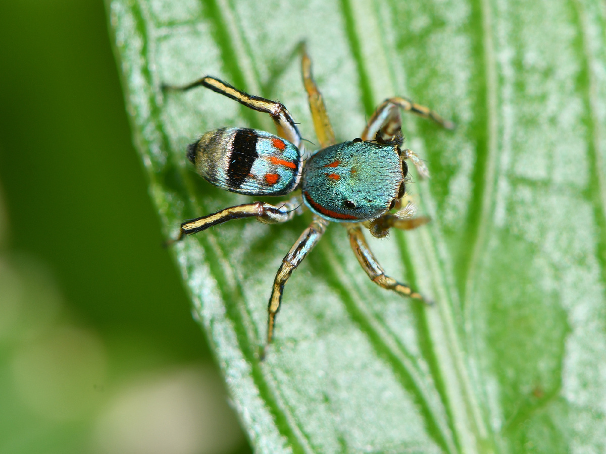 玉翠蛛我又见到你了