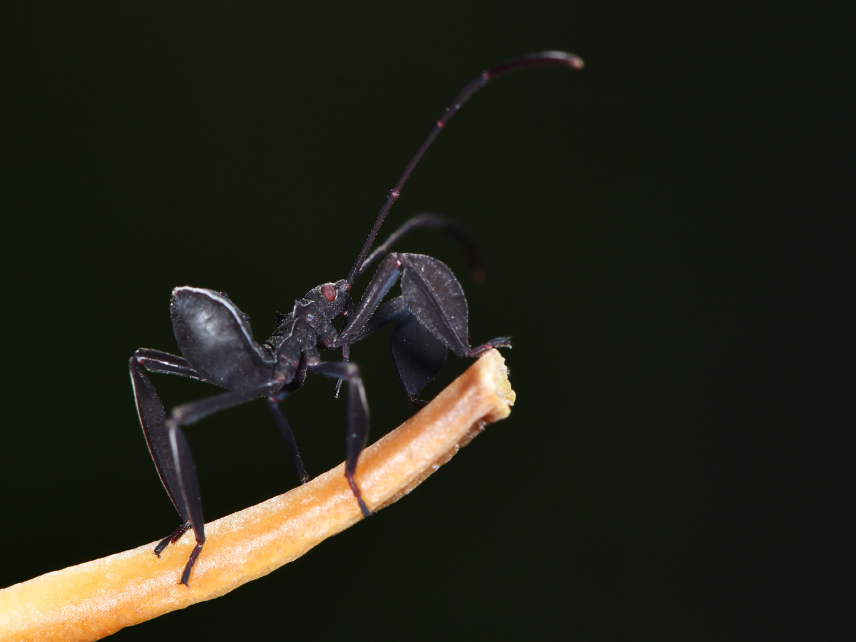 黄胫巨缘蝽象·若虫