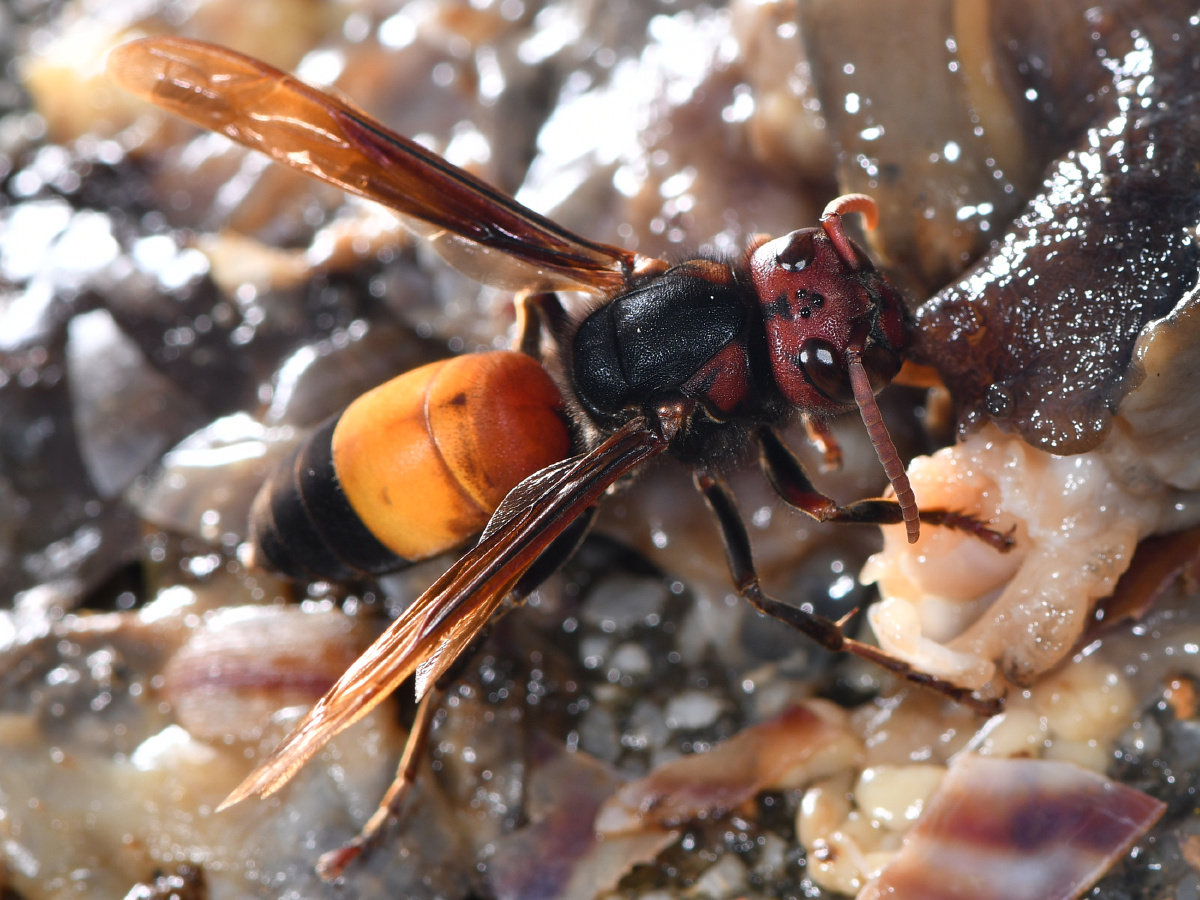 黄腰虎头蜂童年的恶梦它喜欢吃坏掉的荔枝摘荔枝经常被蛰到
