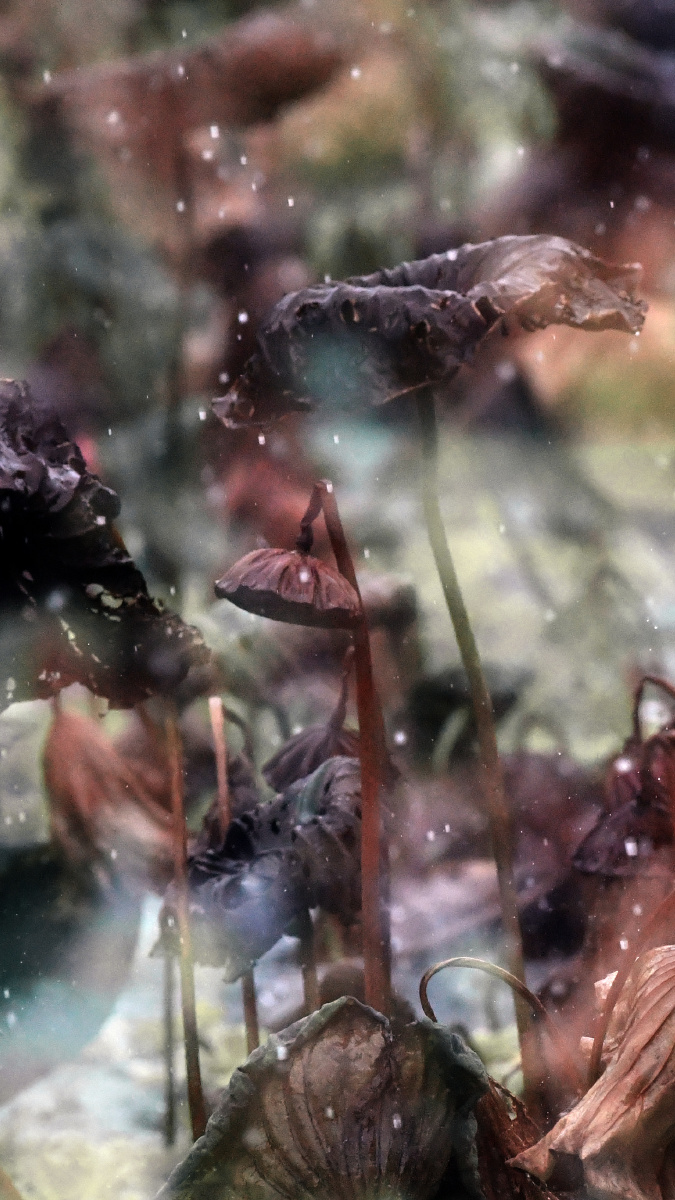 秋雨滳落枯荷叶