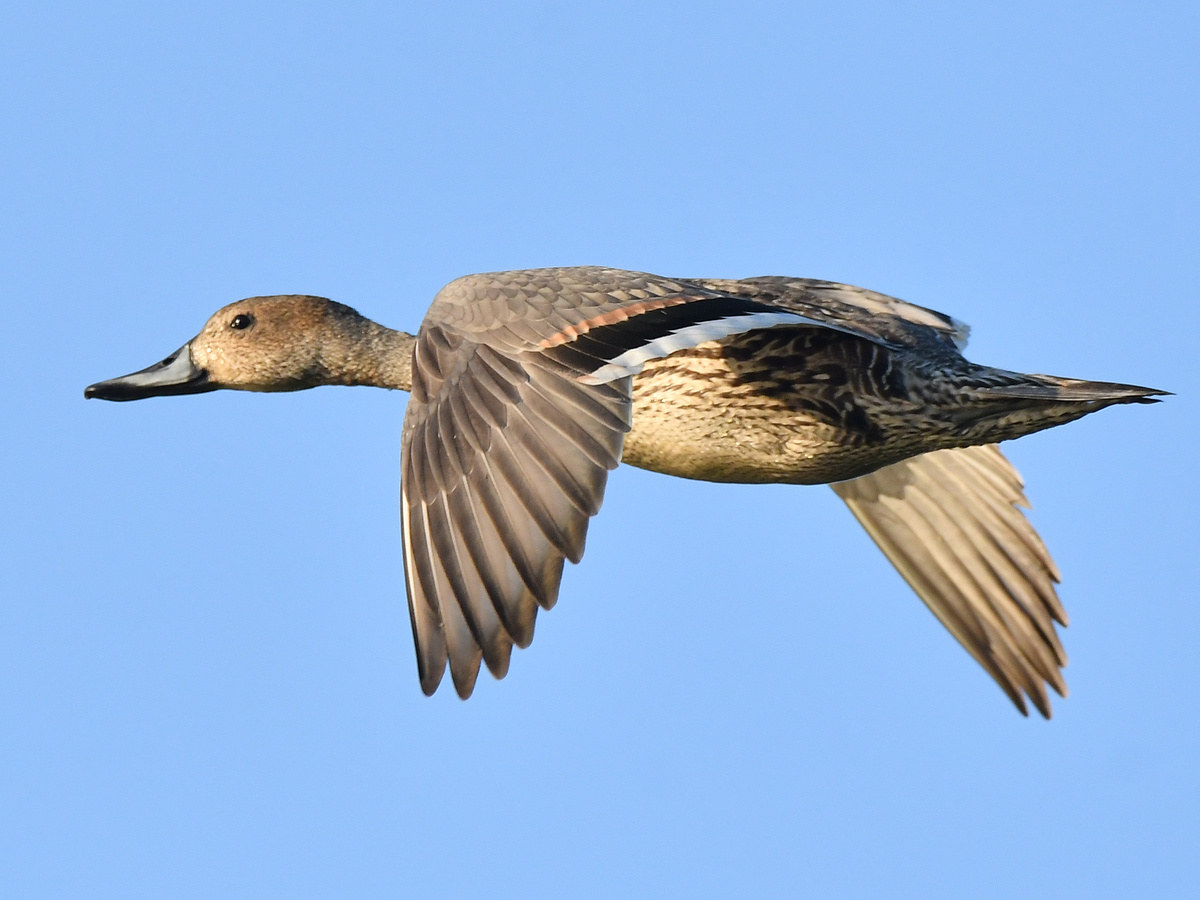 飞鸭- 远离尘嚣as - 图虫