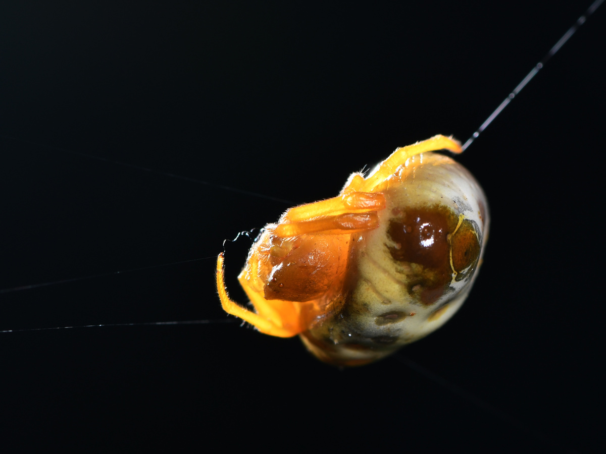 鸟粪蛛#曲腹蛛# - 远离尘嚣as - 图虫