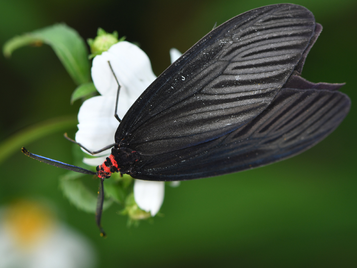 凤斑蛾及其幼虫