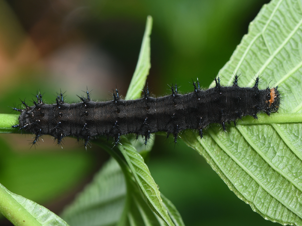 蛇眼蛱蝶幼虫没人喜欢无所谓哈哈