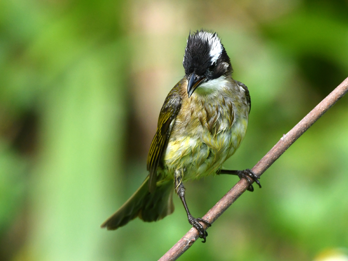 白头婆 - 远离尘嚣as - 图虫