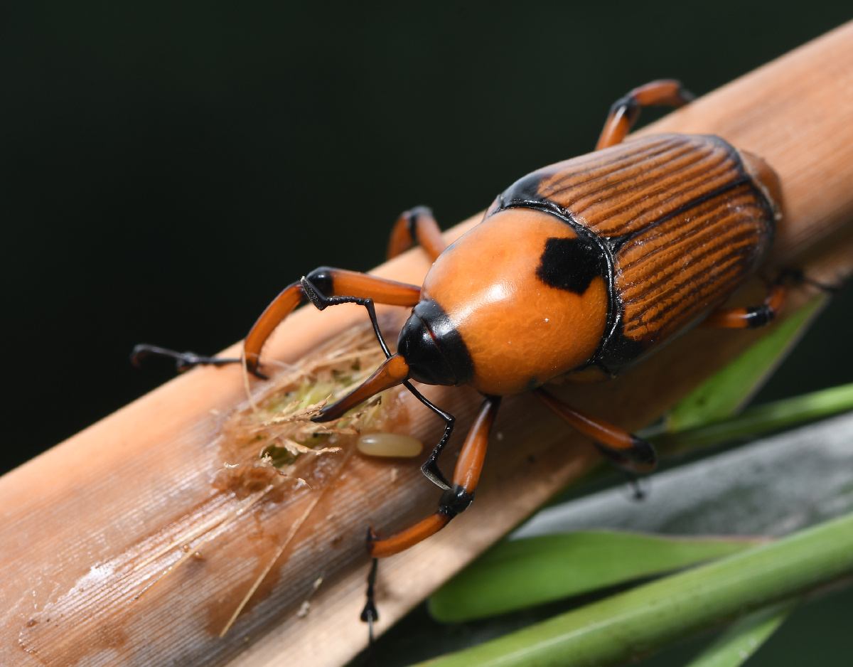 竹象- 远离尘嚣as - 图虫