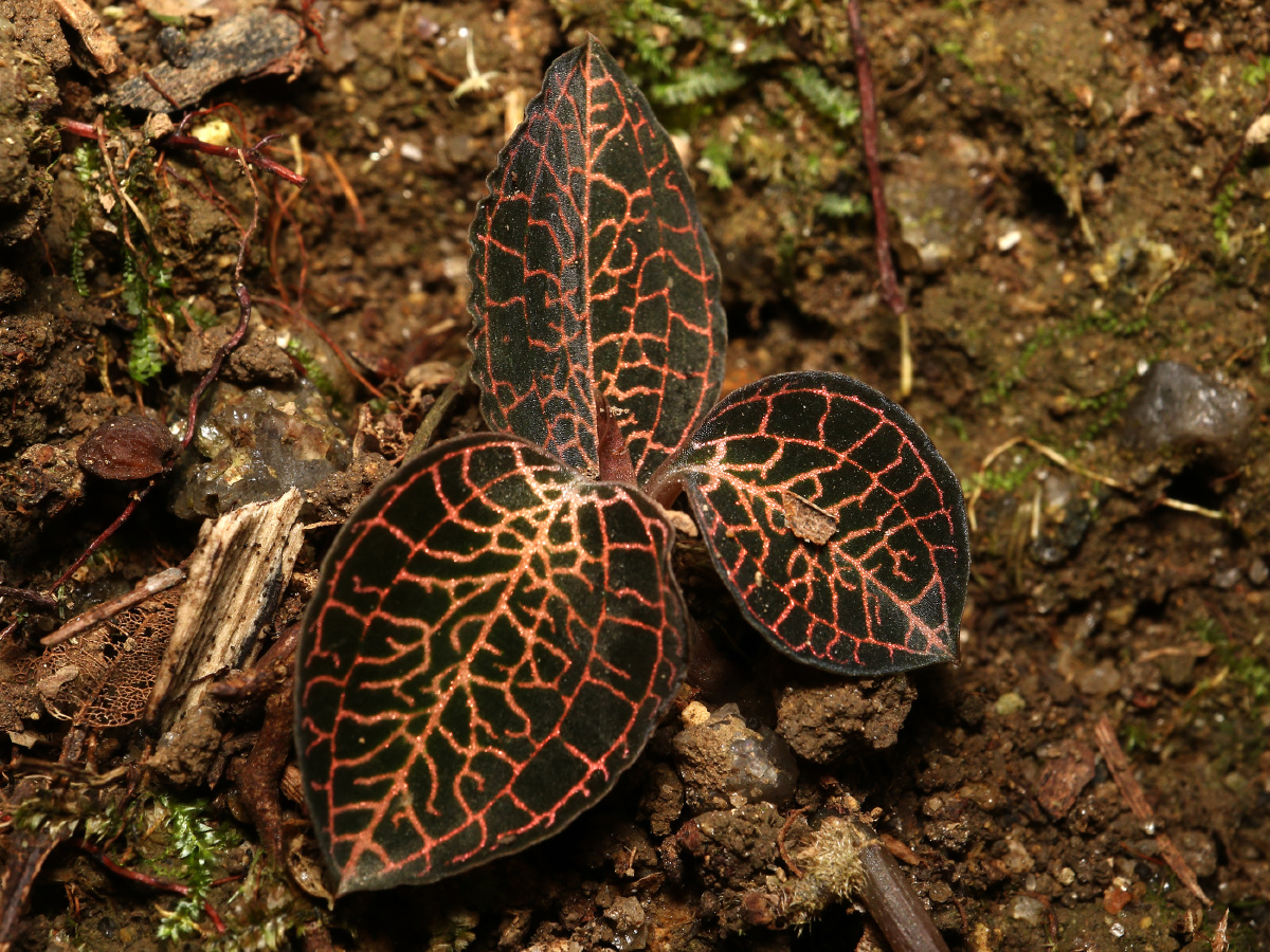 金线莲二级保护植物请勿采摘