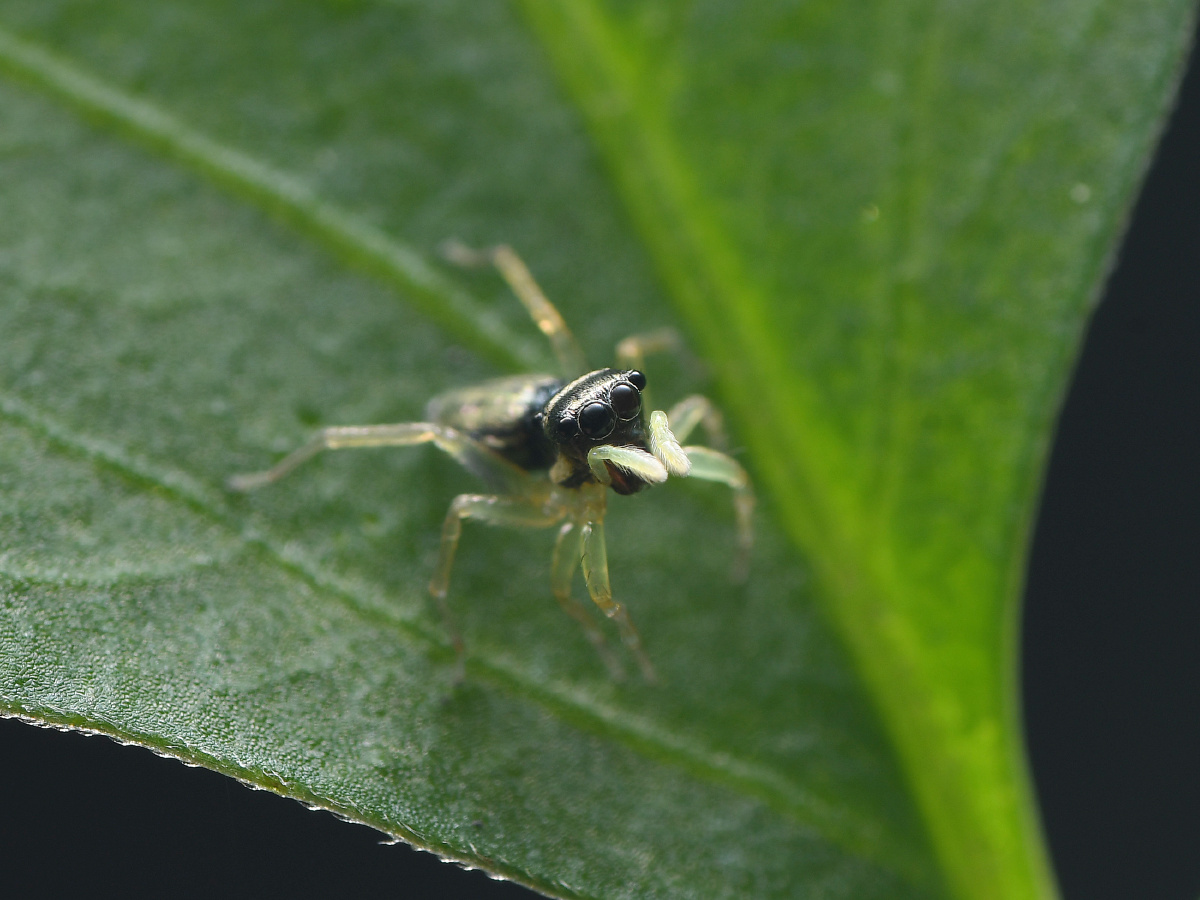 花腹金蝉蛛其实很漂亮的我没拍好因为它太小了又一直动