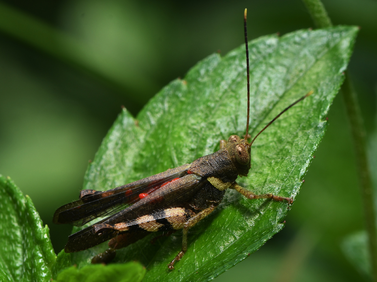 恐怖的寄生蝗虫螽斯被螨虫寄生