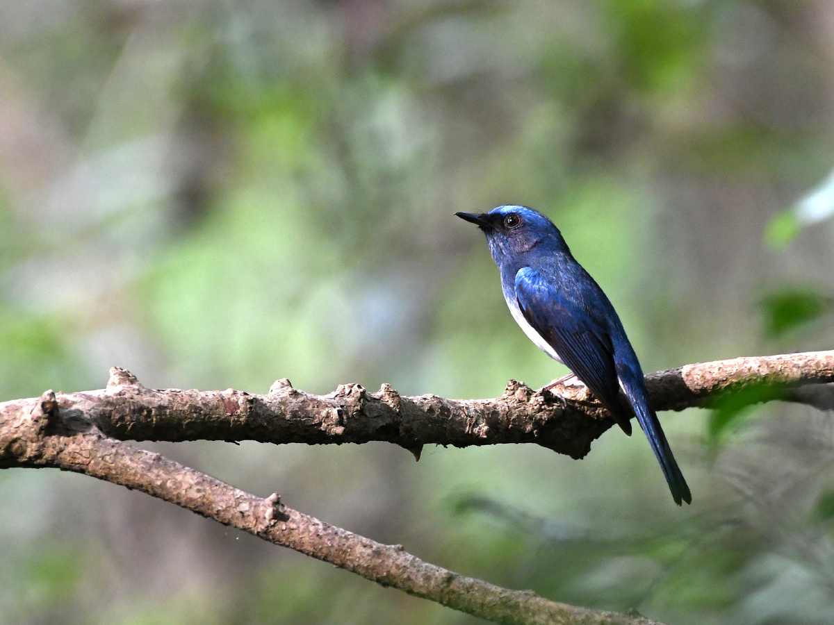 深圳的夏候鸟.海南蓝仙鹟