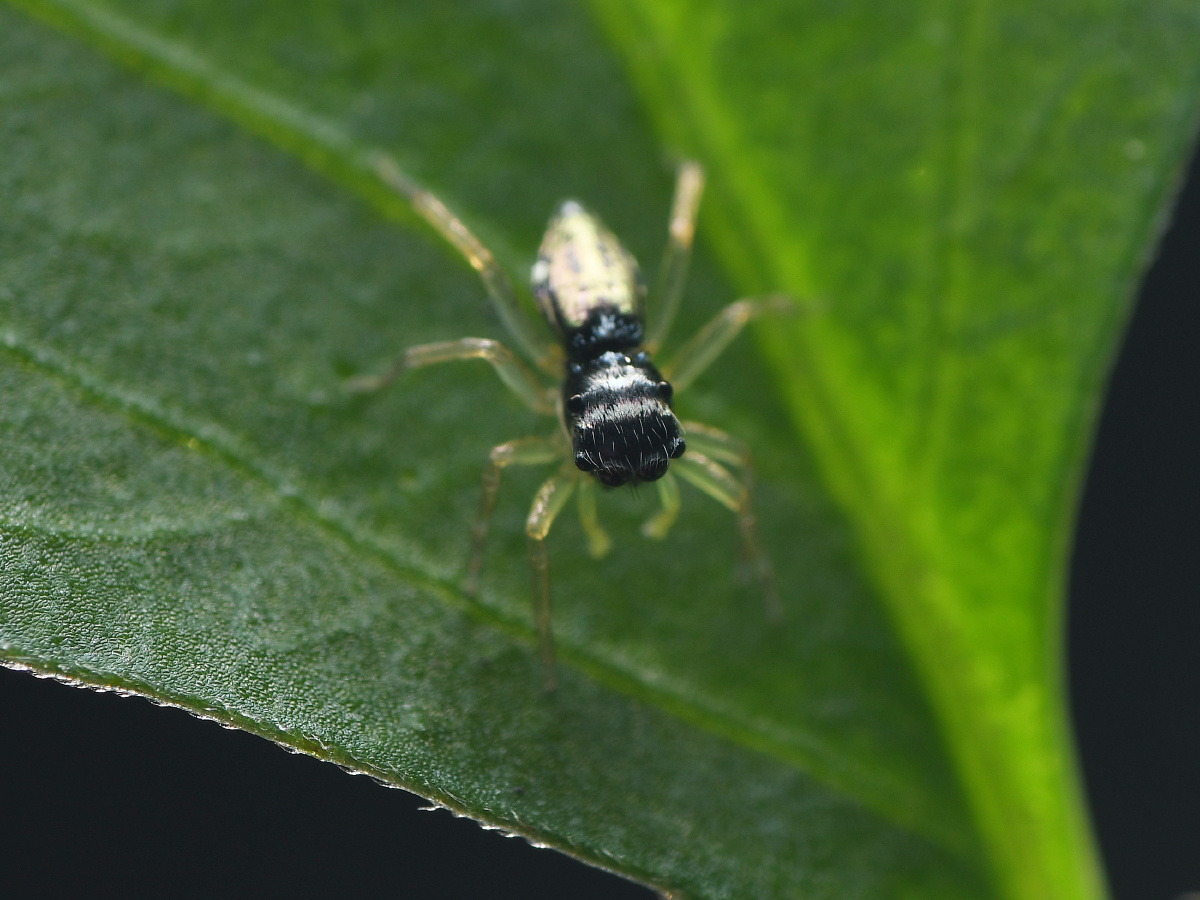 花腹金蝉蛛其实很漂亮的我没拍好因为它太小了又一直动